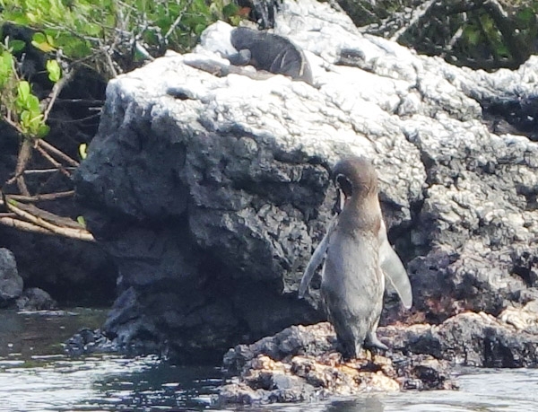 Galapagos lava – Pahoehoe and Aa lava Galapagos Islands and Ecuador Travel  Blog, ropey meaning 