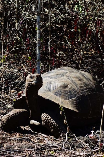 Isabela Galapagos tortoise in the wild