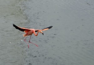flamingo coming in for a landing, wings open