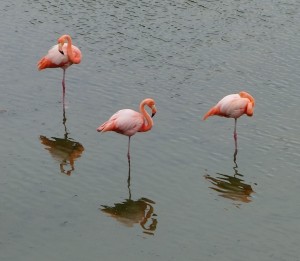 Trio of flamingos and their reflections