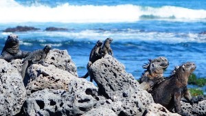 Marine iguanas coming out of the ocean