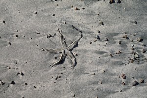 dead starfish dancing across sand