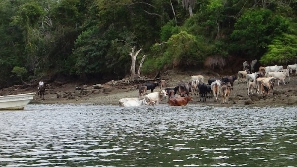 cattle herded across river to Boca Brava