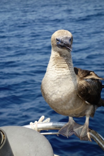 Doug poked him with the boat hook and chucked buckets of water at him, but the booby wanted to stay, and did.