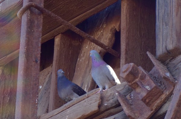 two pigeons looking at each other