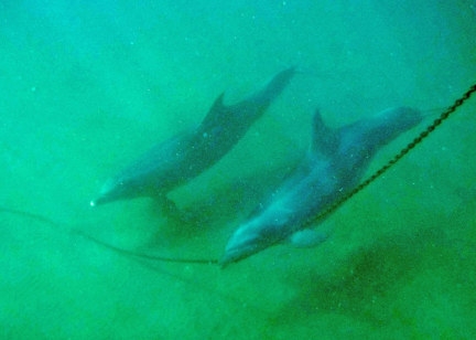 Two dolphins , one rubbing on anchor chain