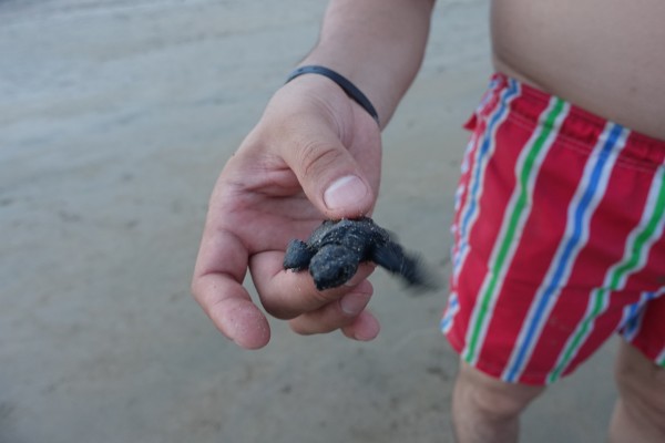 Man holding sea turtle
