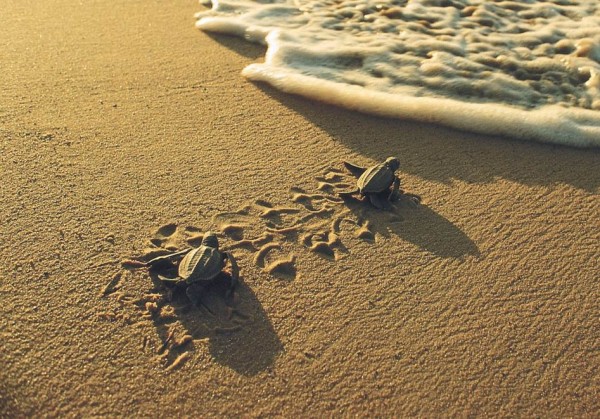 sea turtle babies surf line