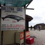 Ballena Gris sign with whale description and statistics