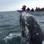 whale treading water looks at boatload of tourists with cameras